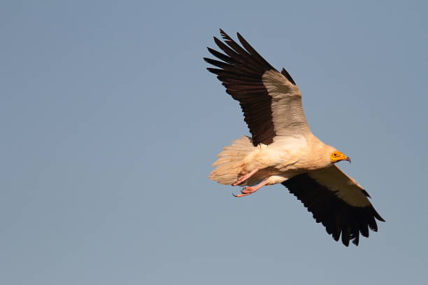 istock Egyptian vulture Neophron percnopterus flying towards a tree 2252814230