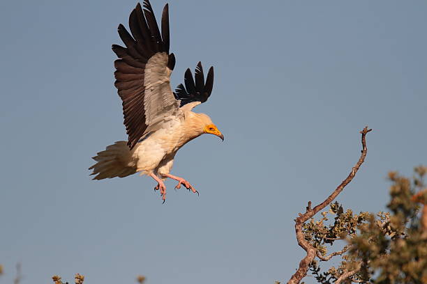 Egyptian vulture Neophron percnopterus flying towards a tree