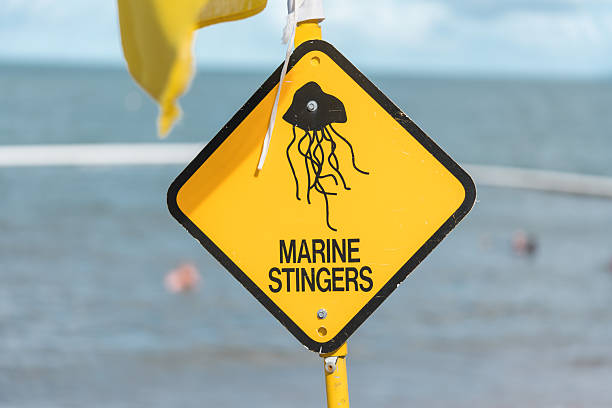 istock Yellow warning sign indicating marine stingers on beach 2252814401