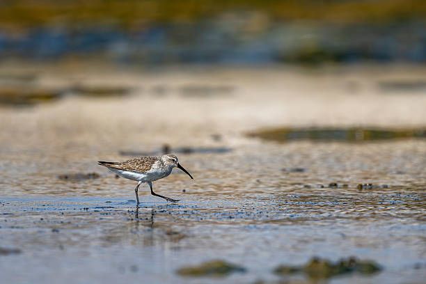 istock Dunlin, Calidris alpina, Barr Al Hikman, Oman 2252814737