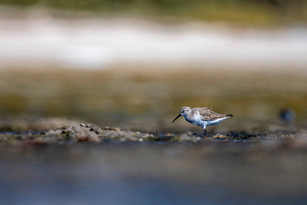 istock Dunlin, Calidris alpina, Barr Al Hikman, Oman 2252814759