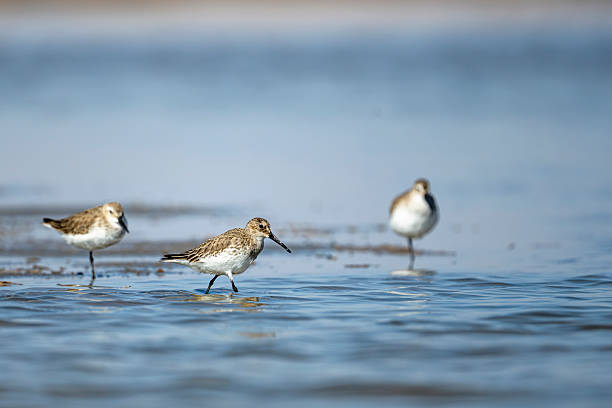 Dunlin, Calidris alpina, Ra's ar Ru'ays, Oman