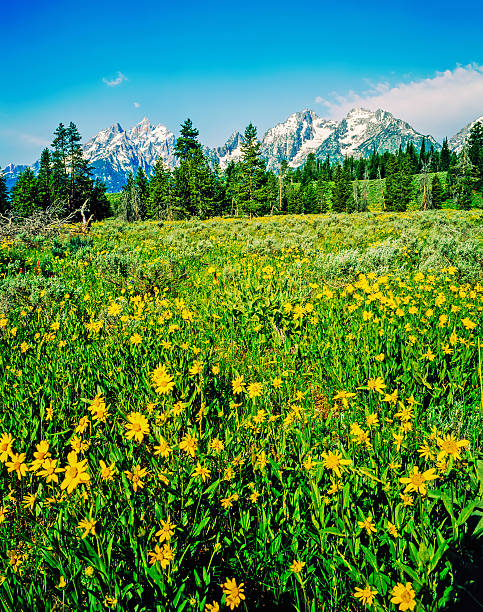 istock Grand Teton, Wyoming 2252814932