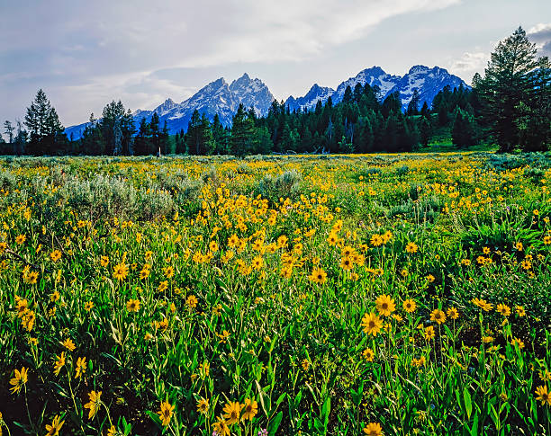 istock Grand Teton, Wyoming 2252814934
