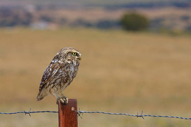 istock little owl perched in fields in the background 2252815775