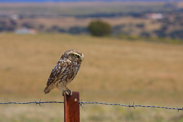 istock little owl perched in fields in the background 2252815778