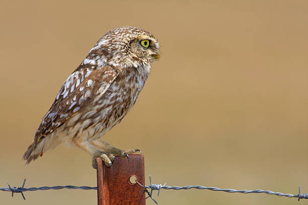 istock little owl perched in fields in the background 2252815784