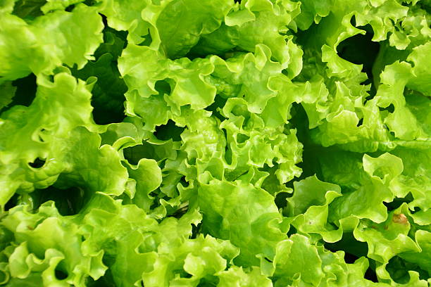 istock Vibrant organic Green Lettuce Leaves Close-Up 2252815862