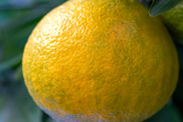 orange tree branches with ripe juicy fruits. natural fruit background outdoors.6