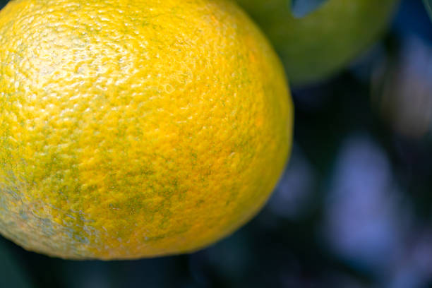 Close up on a yellow citrus fruit