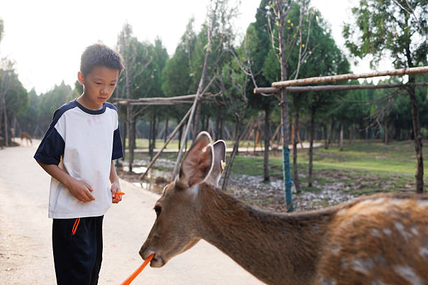 A young Asian boy is feeding a sika deer in a nature park