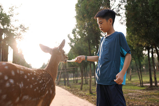A young Asian boy is feeding a sika deer in a nature park