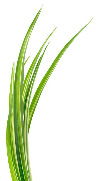 istock Long variegated green and white grass leaves isolated on white 2252817015