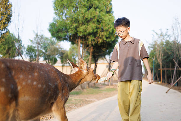 A young Asian boy is feeding a sika deer in a nature park