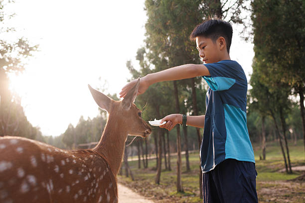A young Asian boy is feeding a sika deer in a nature park