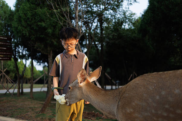 A young Asian boy is feeding a sika deer in a nature park