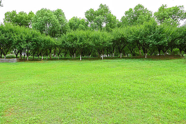 Green grass lawn in the lush garden