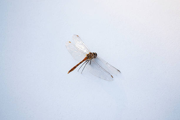 Insect dragonfly on a blue background. Beauty in nature.