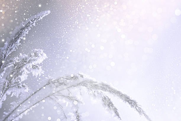 Blurred frozen grass. Winter abstract background. Landscape. outdoor