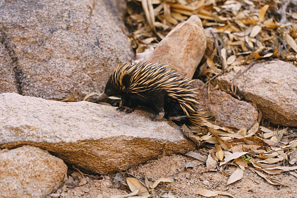 istock Short beaked echidna foraging among rocks and dry leaves 2252821232