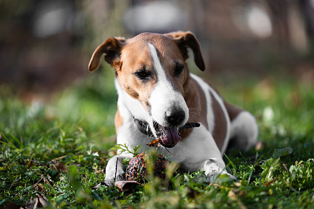 istock A fox terrier chews on a ball in a green field. Pet concept 2252821237