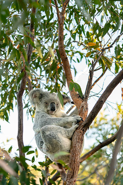istock Koala resting in eucalyptus tree in australian wildlife 2252821545