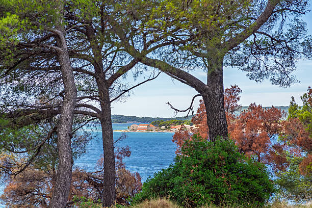 Scenic Mediterranean coastal landscape view framed by large pine trees, looking out towards a distant seaside village with red roof houses and blue wate