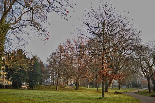 Wide Open Lawn Dotted With Mature Trees And Distant Houses, Soft Winter Sun Creating Gentle Shadows