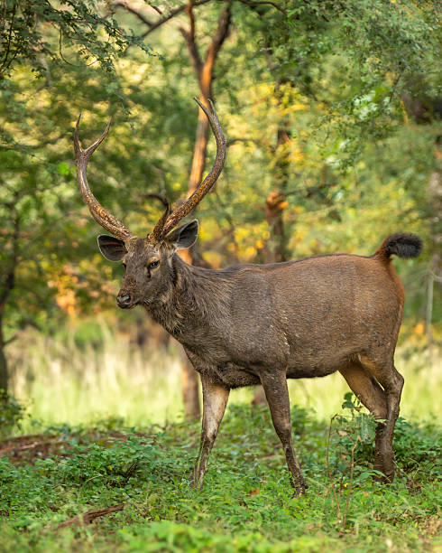 wild adult male Sambar deer or Rusa unicolor long antlers alert tail up sensing smelling threat in natural scenic green background in safari at ranthambore national park forest reserve rajasthan india