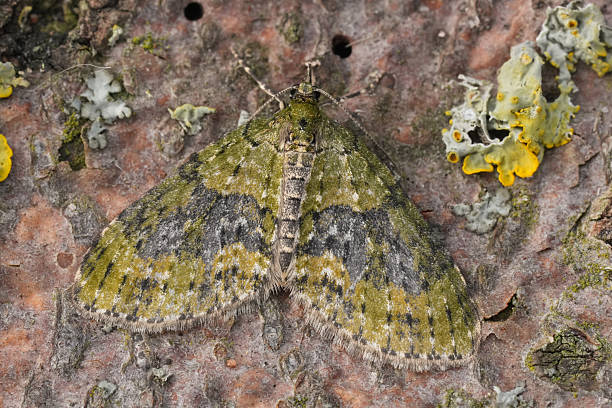 istock Closeup on a Yellow-barred Brindle geometer moth,  Acasis viretata with spread wings 2252824712