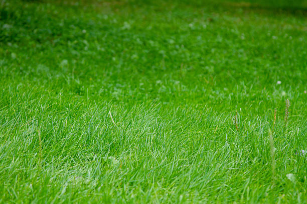 Green beautiful grassy lawn in summer