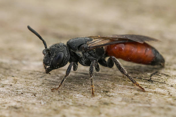 istock Closeup on a bright red colored parasitic blood bee, Sphecodes species 2252825312