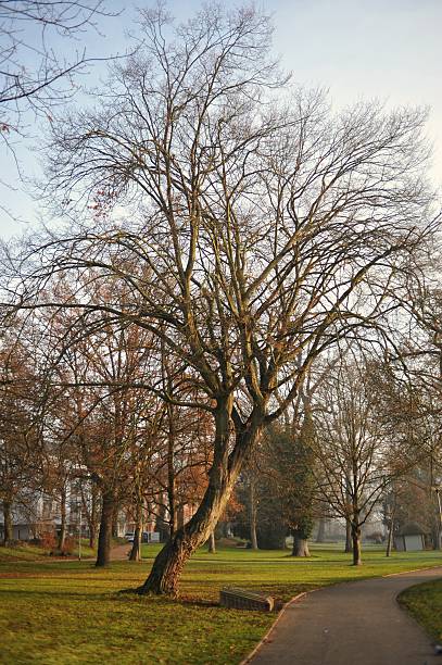 istock Silent Tree Beside Chilly Pathway, Dormant Tree Leaning Over Frostcovered Grass In Early Morning 2252826365