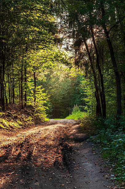 istock Outdoors in the Ardennes 2252827781