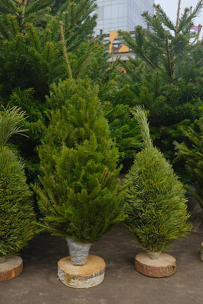 Christmas trees for sale, preparation for Christmas celebration, preparation for new year celebration, pine trees, new year business, green, fresh