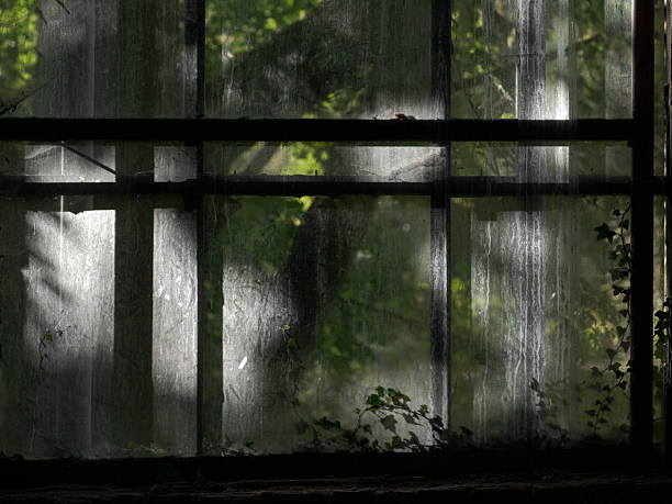Dirty and weathered industrial window seen from inside an abandoned building, with soft daylight filtering through overgrown vegetation outside. The image evokes abandonment, decay, and the quiet return of nature into forgotten industrial spaces.