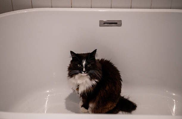 Curious black and white cat sitting in empty bathtub