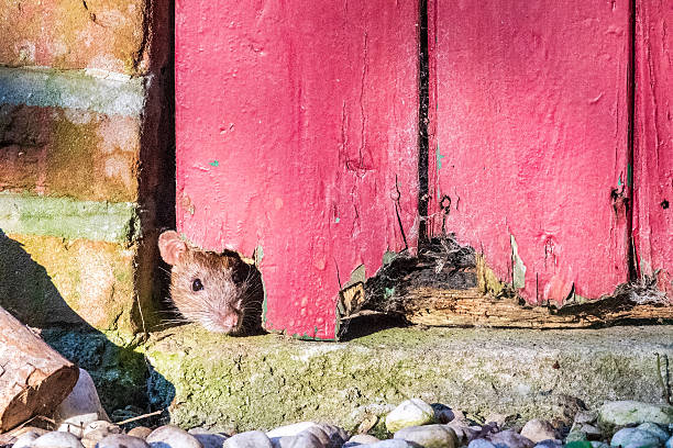 Cute rat looking through hole in white paper sheet