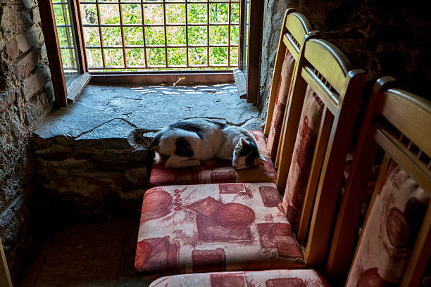 Asen Fortress, Bulgaria - August 8, 2025: A peaceful cat sleeps on a patterned chair beside a stone-framed window inside Asen's Fortress near Asenovgrad, Bulgaria.