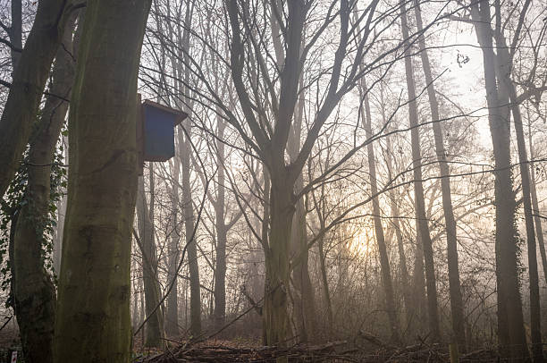 Bird box attached to a tree trunk in a misty forest with sun rays