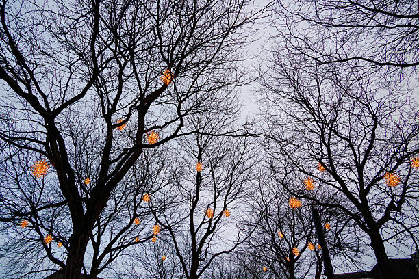 The Netherlands. March 31st, 2025:Decorative warm-colored light ornaments hanging among bare tree branches during wintertime. The contrast between the glowing festive lights and the dark silhouettes of leafless trees creates an atmospheric urban winter scene, symbolizing seasonal decoration, holidays, and public space illumination