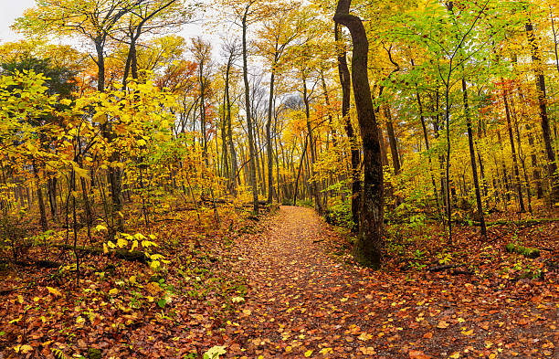 istock Golden Smoky Mountain fall trail 2252833446