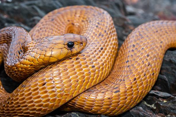 Close-up shot of a magnificent Cape cobra, Naja nivea, coiled up, showcasing its vibrant, glistening golden scales on a natural, rough, rocky surface.
