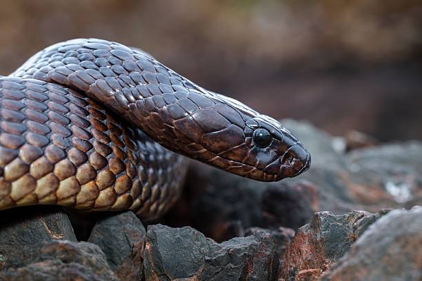 A close-up of a shiny, dark brown Cape cobra, Naja nivea, with textured scales, on rugged rocks, with its head slightly elevated and eyes alert.
