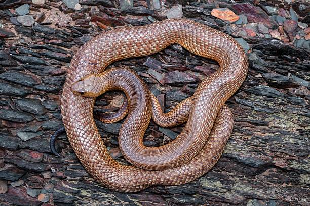 istock A King Brown Snake, Pseudechis australis, Coiled on Rocks 2252833511