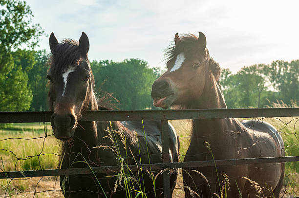 istock Scene from the flemish country side 2252833608