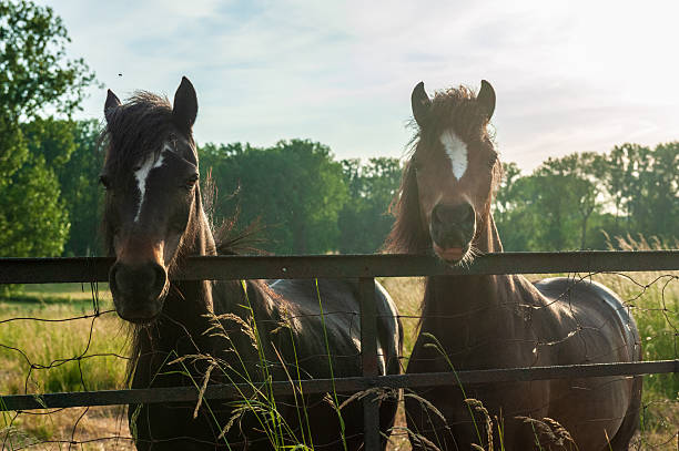 istock Scene from the flemish country side 2252833609
