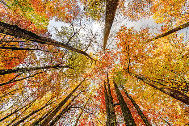 istock Fall leaves on trees looking up at sky 2252833841