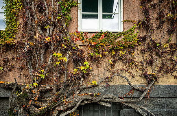 Windows and balconies