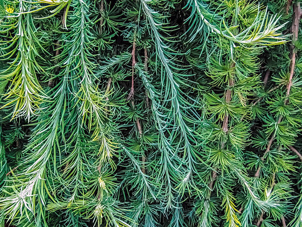 Lush green larch needles creating natural textured pattern with delicate branches. Larix tree foliage displaying soft feathery structure and organic botanical background texture